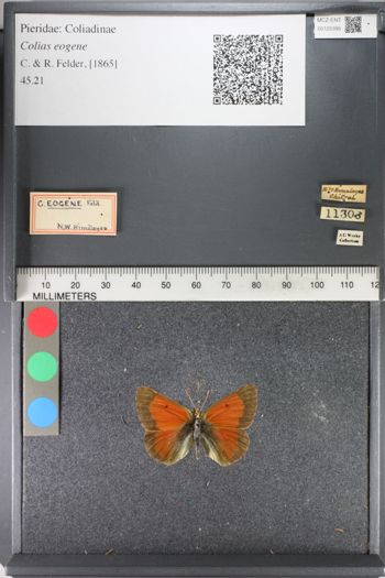 Media type: image;   Entomology 125395